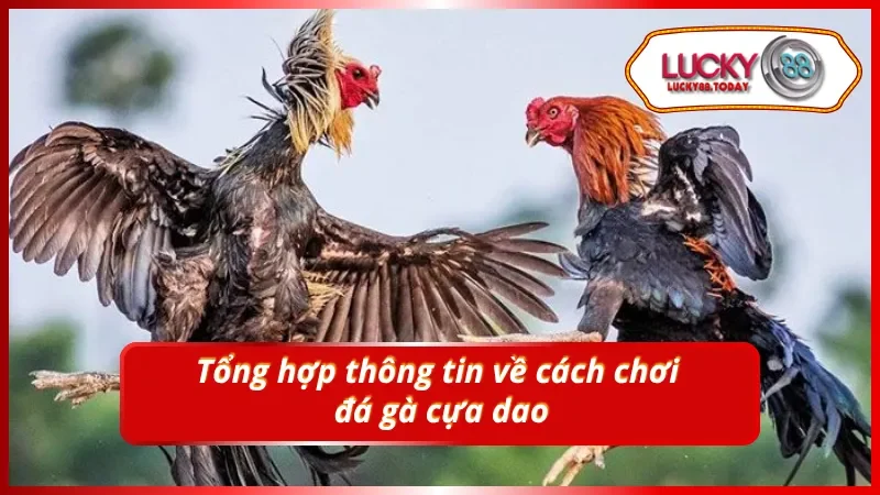 Khám phá hình thức đá gà với cựa dao đặc trưng