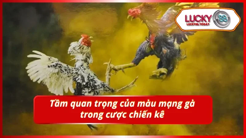 Hiểu rõ về màu mạng gà giúp người chơi tăng cơ hội thắng cược