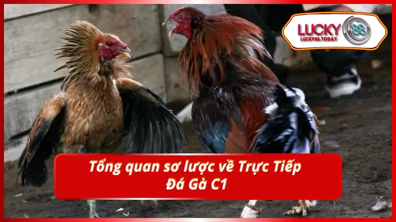 Khái quát về Trực Tiếp Đá Gà C1