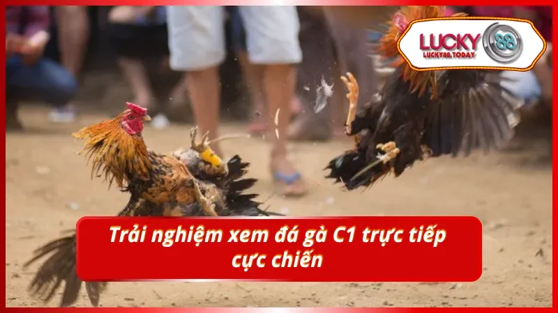 Tối ưu hóa trải nghiệm cá