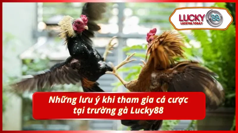 Chú ý các lưu ý khi cá cược Trực Tiếp Đá Gà C1